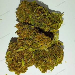 Apple Cider CBD - Flor CBD