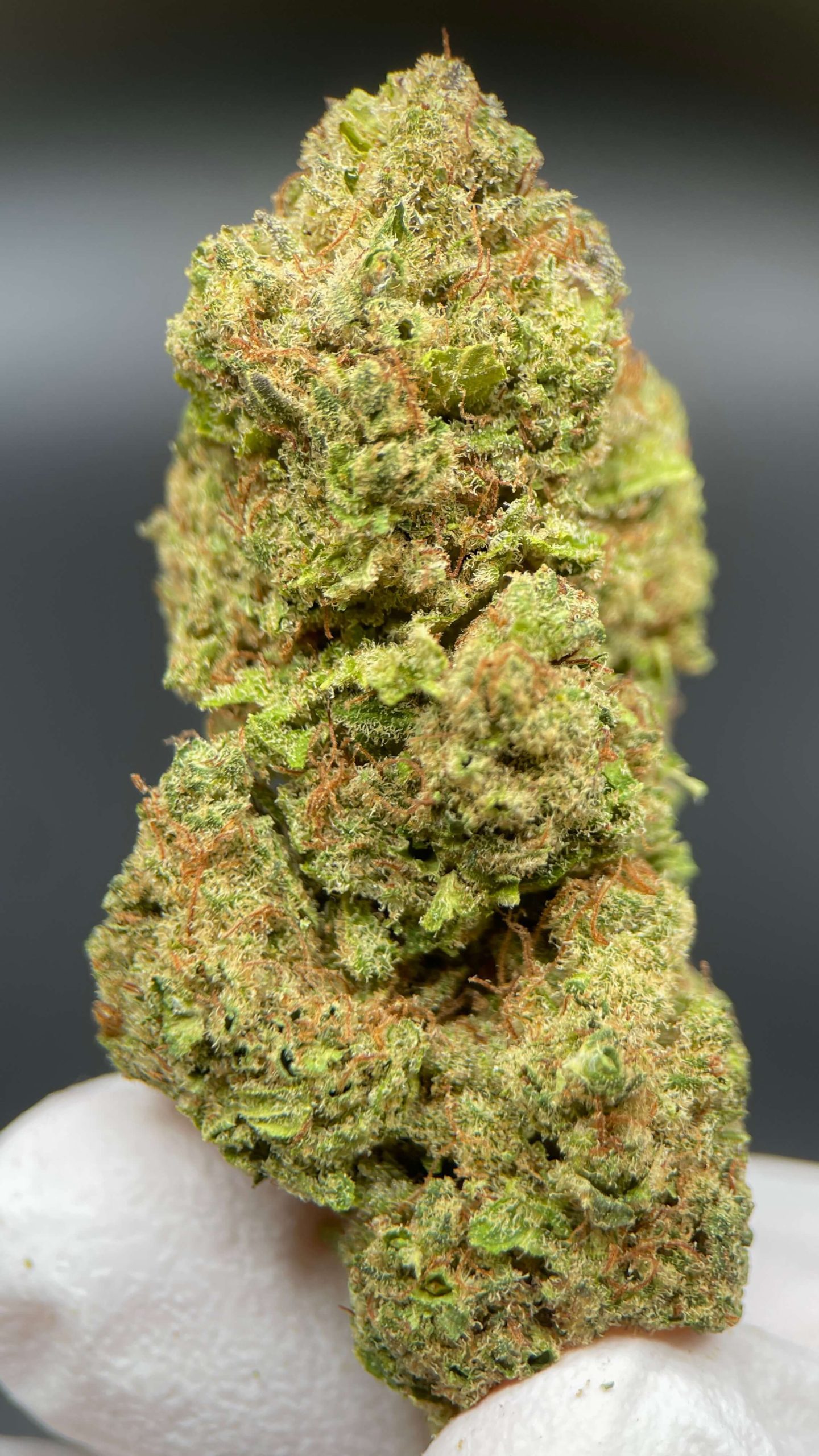 BUBBLEGUM CBD