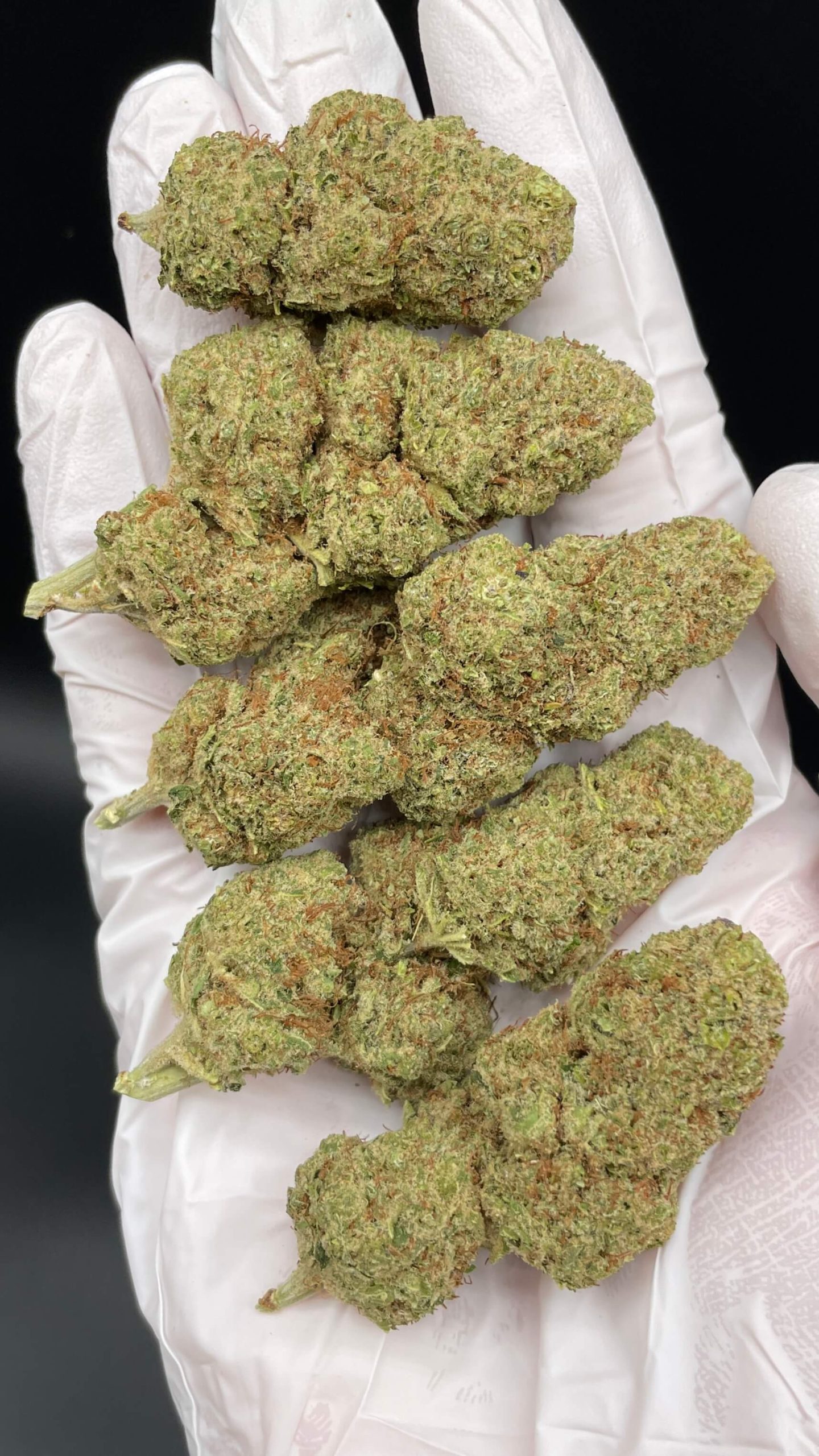 ORANGE SHERBERT - Imagen 2