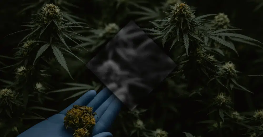 Cannaworld CBD - Productos CBD Barcelona