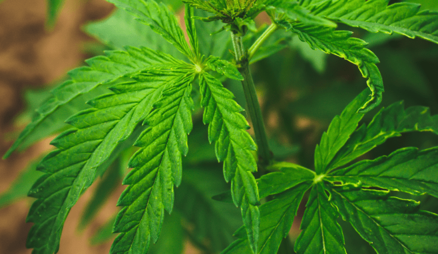 CBD o Cannabidiol Beneficios