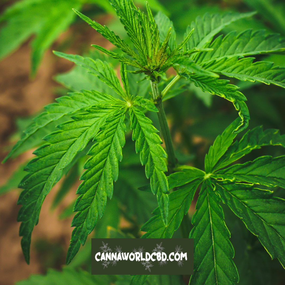 CBD o Cannabidiol Beneficios