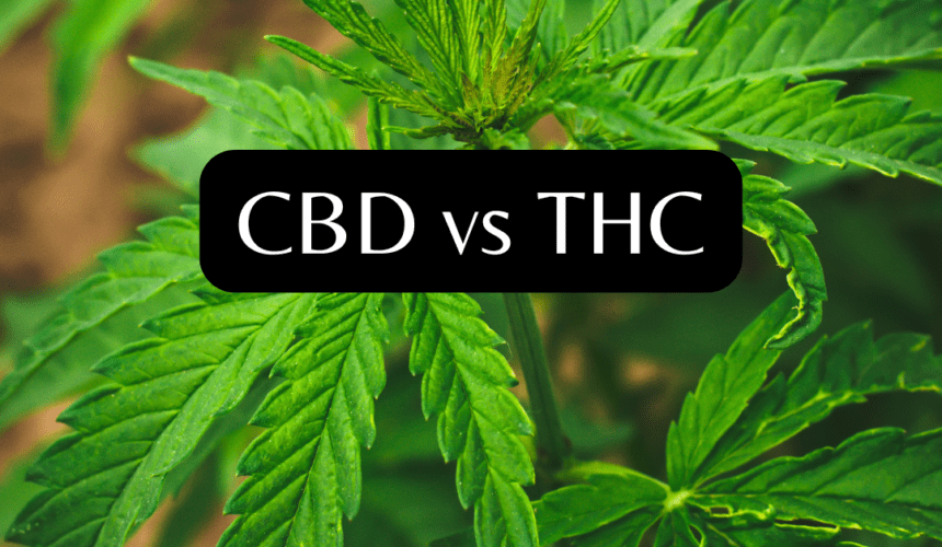 CBD VS THC diferencias y beneficios