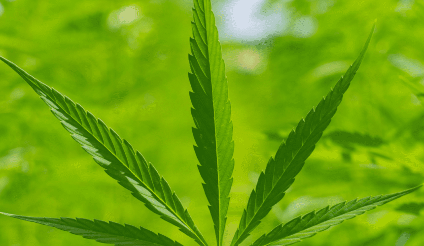 ¿Qué es el CBD y cómo funciona?