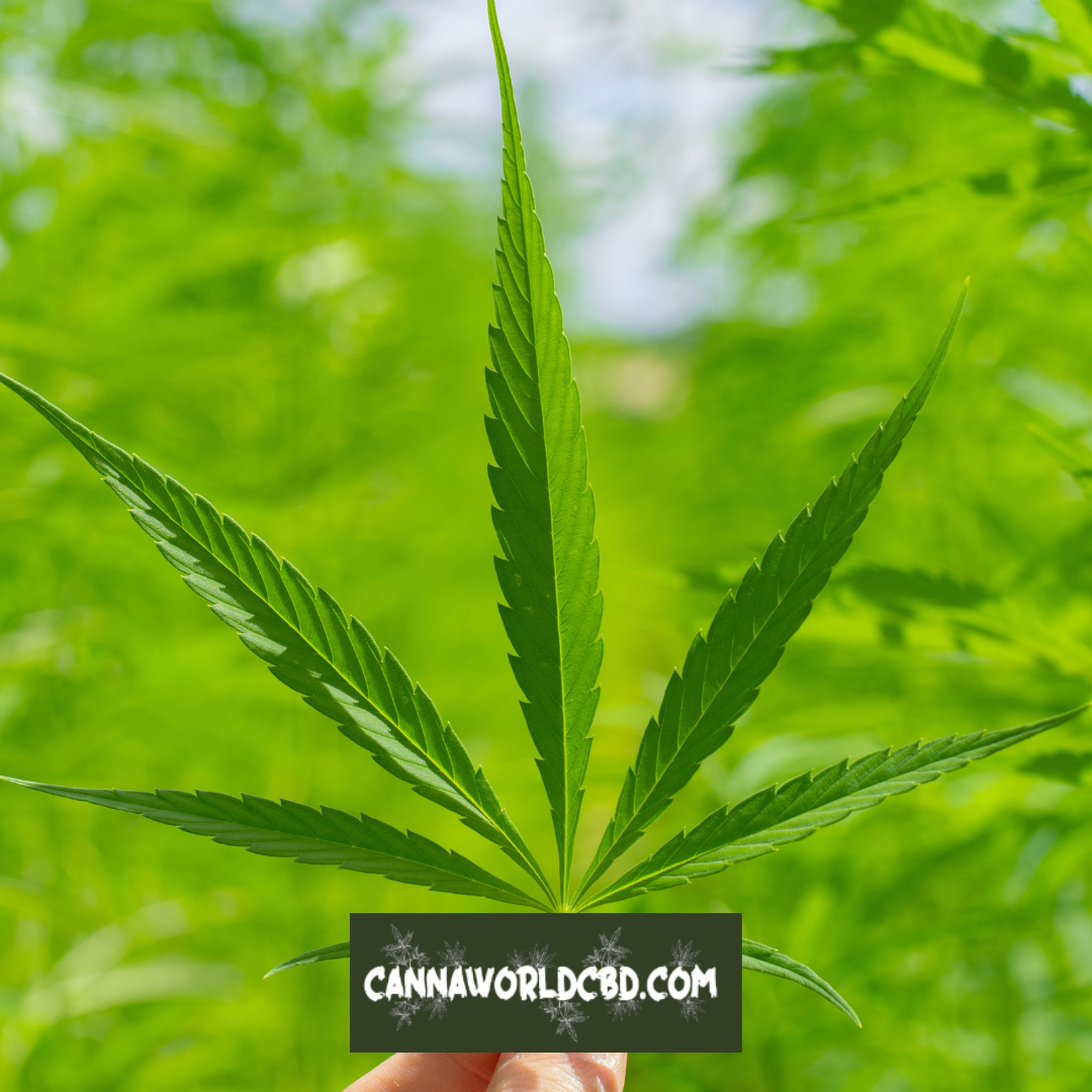 ¿Qué es el CBD y cómo funciona?