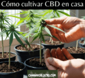 Cómo Cultivar CBD en Casa